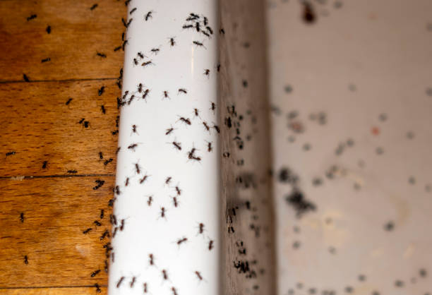 Wasp Removal Services in Cottonwood, MN