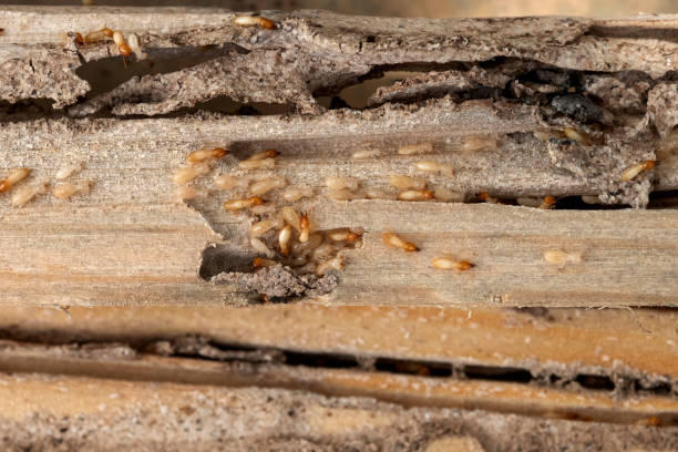 Best Emergency Pest Control  in Cottonwood, MN